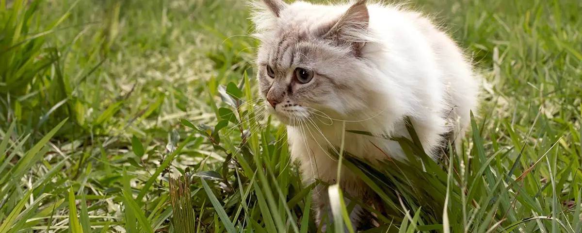 Beaphar anti parasiet kat