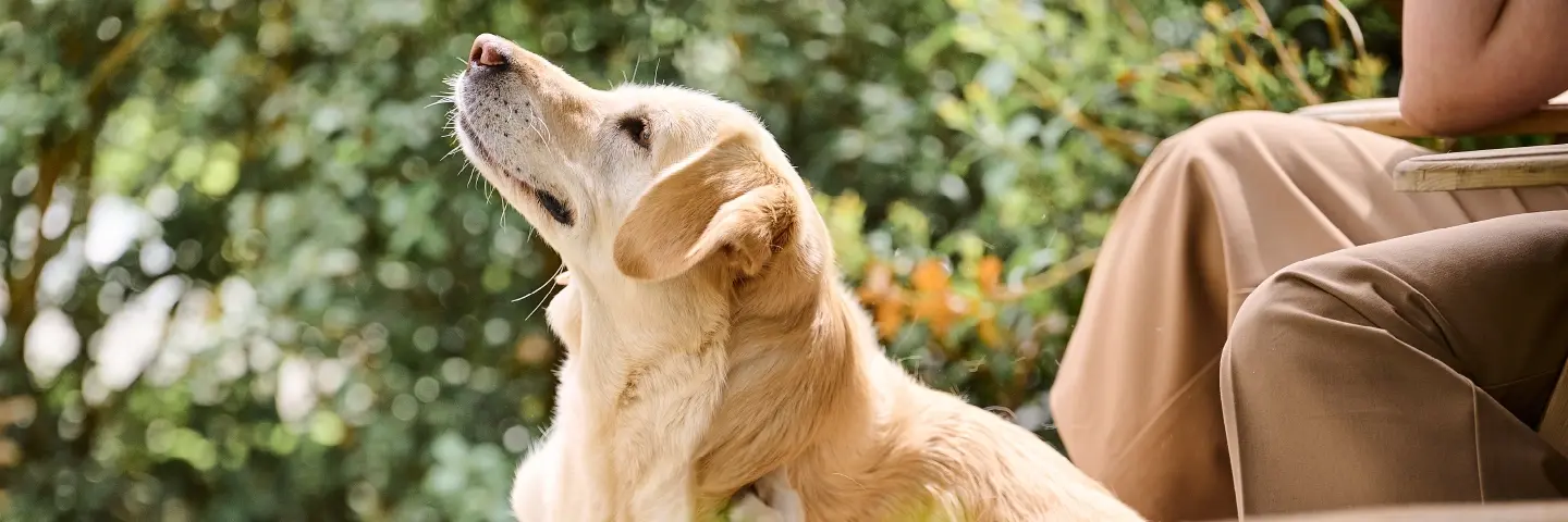 Vlooien & teken producten Hond