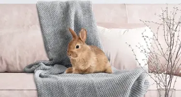 beaphar rabbitcomfort helpt konijnen op hun gemak te voelen