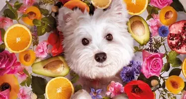 beaphar bio shampoos en verzorgingsproducten