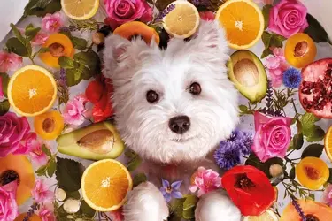 beaphar bio shampoos en verzorgingsproducten