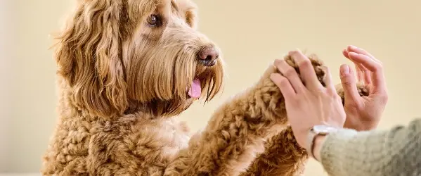 Beaphar Gezondheid voor honden