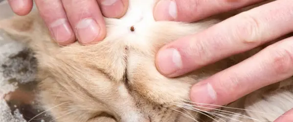 Beaphar garrapata en tu gato