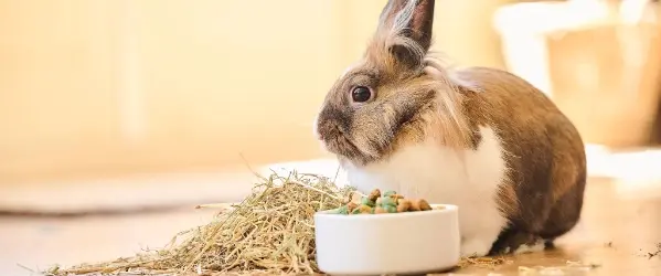 Beaphar Care+ mobile header for content grid