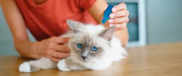 Beaphar - prevenir pulgas en gatos