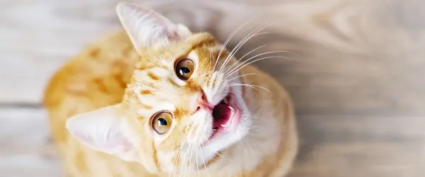 Beaphar Gato maúlla mucho