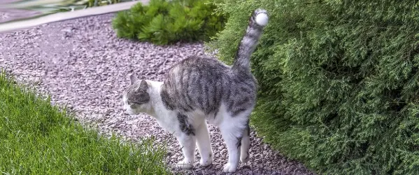 Beaphar - Gato esta rociando