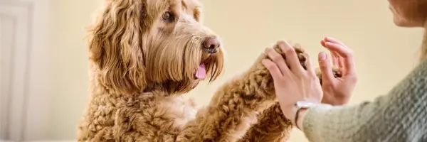 Beaphar Gezondheid voor honden