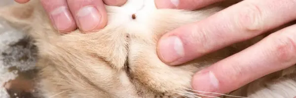 Beaphar garrapata en tu gato