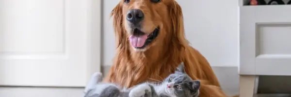 Beaphar IntestoPro Mobile header for content grid