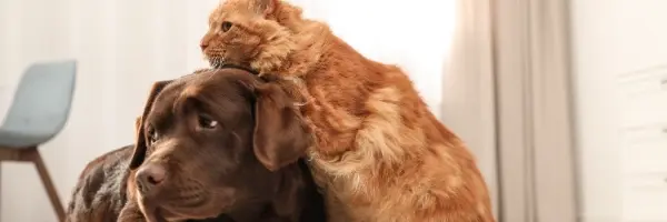 Beaphar Wound range header for content grid