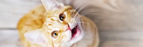 Beaphar Gato maúlla mucho