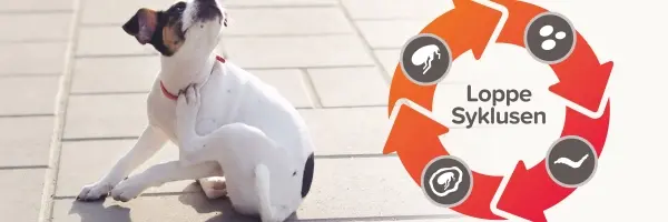 Loppesyklus