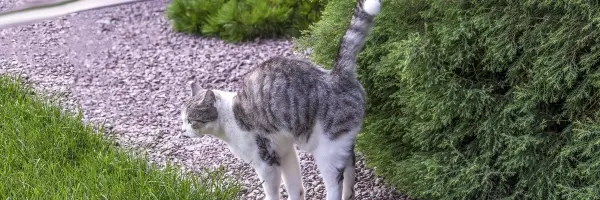 Beaphar - Gato esta rociando
