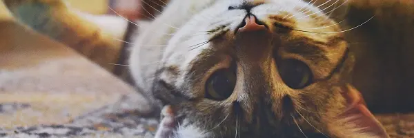 raar kattengedrag