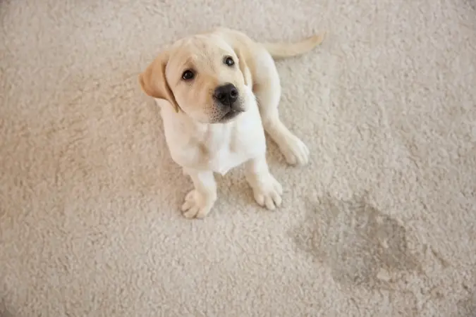 puppy zindelijk maken