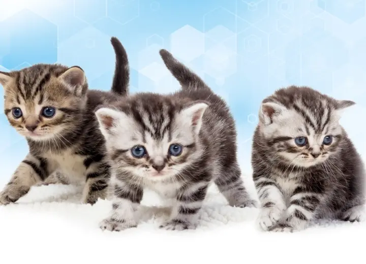 Beaphar Lactol Kitten Milk